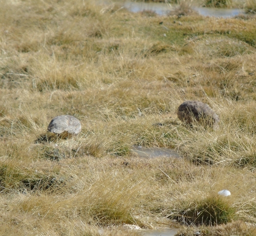 Rufous-bellied Seedsnipe (Attagis gayi), photo 5
