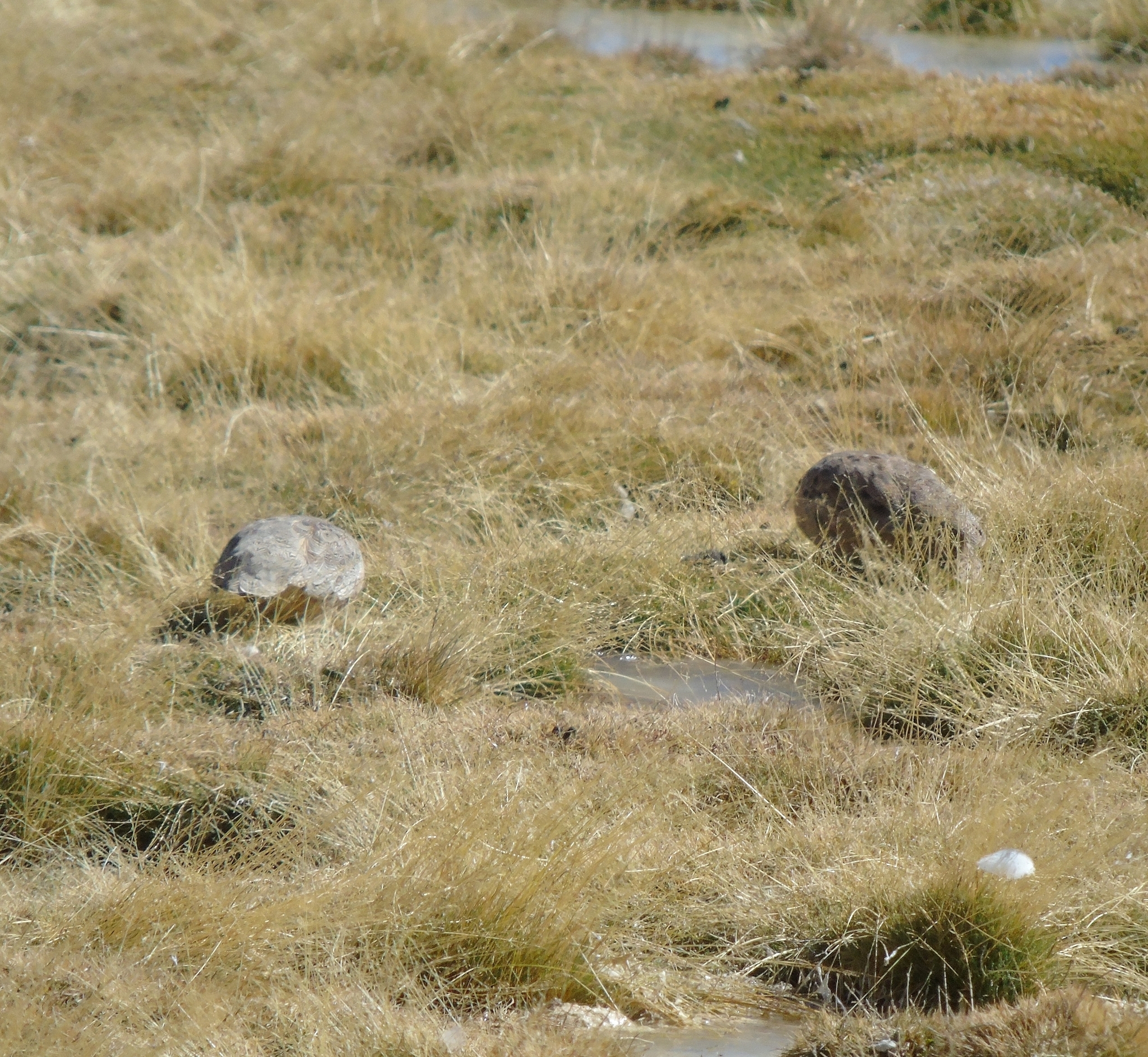 Rufous-bellied Seedsnipe (Attagis gayi), photo 10