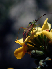 Pseudopantilius australis