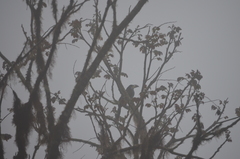 Andigena laminirostris