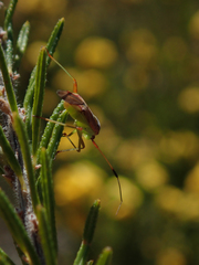 Pseudopantilius australis