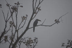 Andigena laminirostris