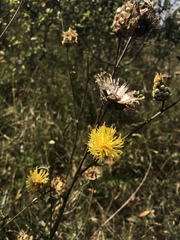 Centaurea orientalis