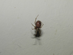 Steatoda castanea