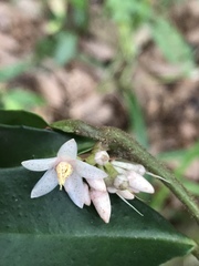 Primulaceae