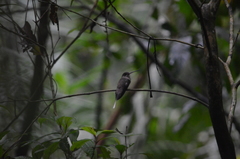 Phaethornis bourcieri