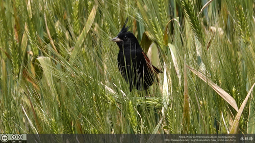 Crested Bunting