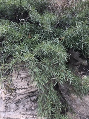 Rhamnus erythroxyloides