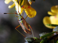 Pseudopantilius australis