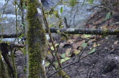 Myiotriccus ornatus