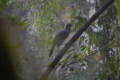 Chamaepetes goudotii