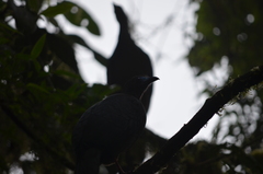 Chamaepetes goudotii