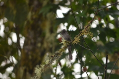Contopus fumigatus