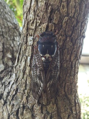 Graptopsaltria nigrofuscata