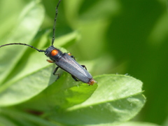 Phytoecia rufiventris