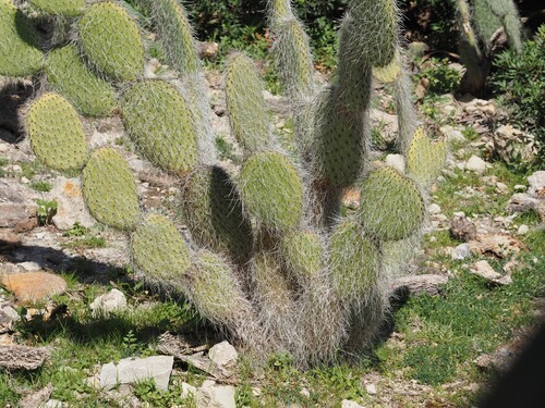 Image of Opuntia leucotricha by (c) Louis Aureglia, some rights reserved (CC BY)