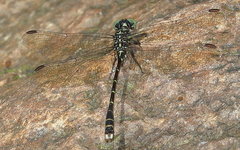 Hemigomphus theischingeri