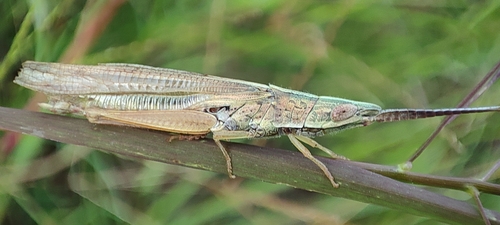 Wide-winged Dotted Grasshopper