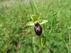 Ophrys sphegodes sphegodes