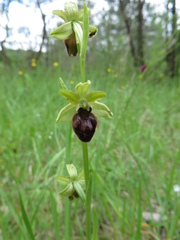 Ophrys sphegodes sphegodes