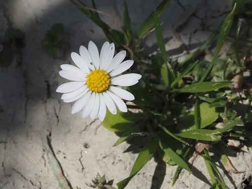 Image of Bellis annua by (c) Louis Aureglia, some rights reserved (CC BY)