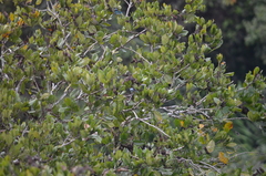 Stilpnia nigrocincta