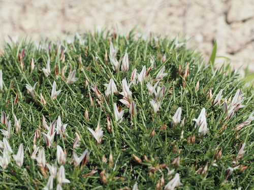 Image of Astragalus balearicus by (c) Louis Aureglia, some rights reserved (CC BY)