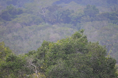 Stilpnia nigrocincta