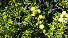 Acacia littorea