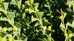 Acacia littorea