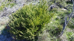 Acacia littorea