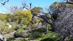 Acacia rostellifera