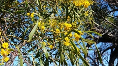 Acacia rostellifera