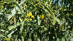 Acacia rostellifera