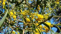 Acacia rostellifera