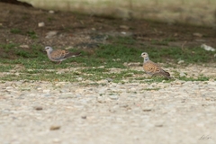 Streptopelia turtur