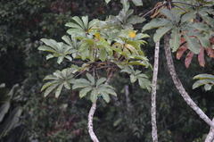 Tangara chilensis