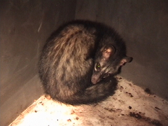 Asian Palm Civet photo 3