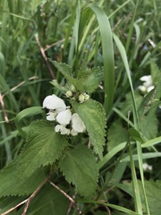 Lamium album