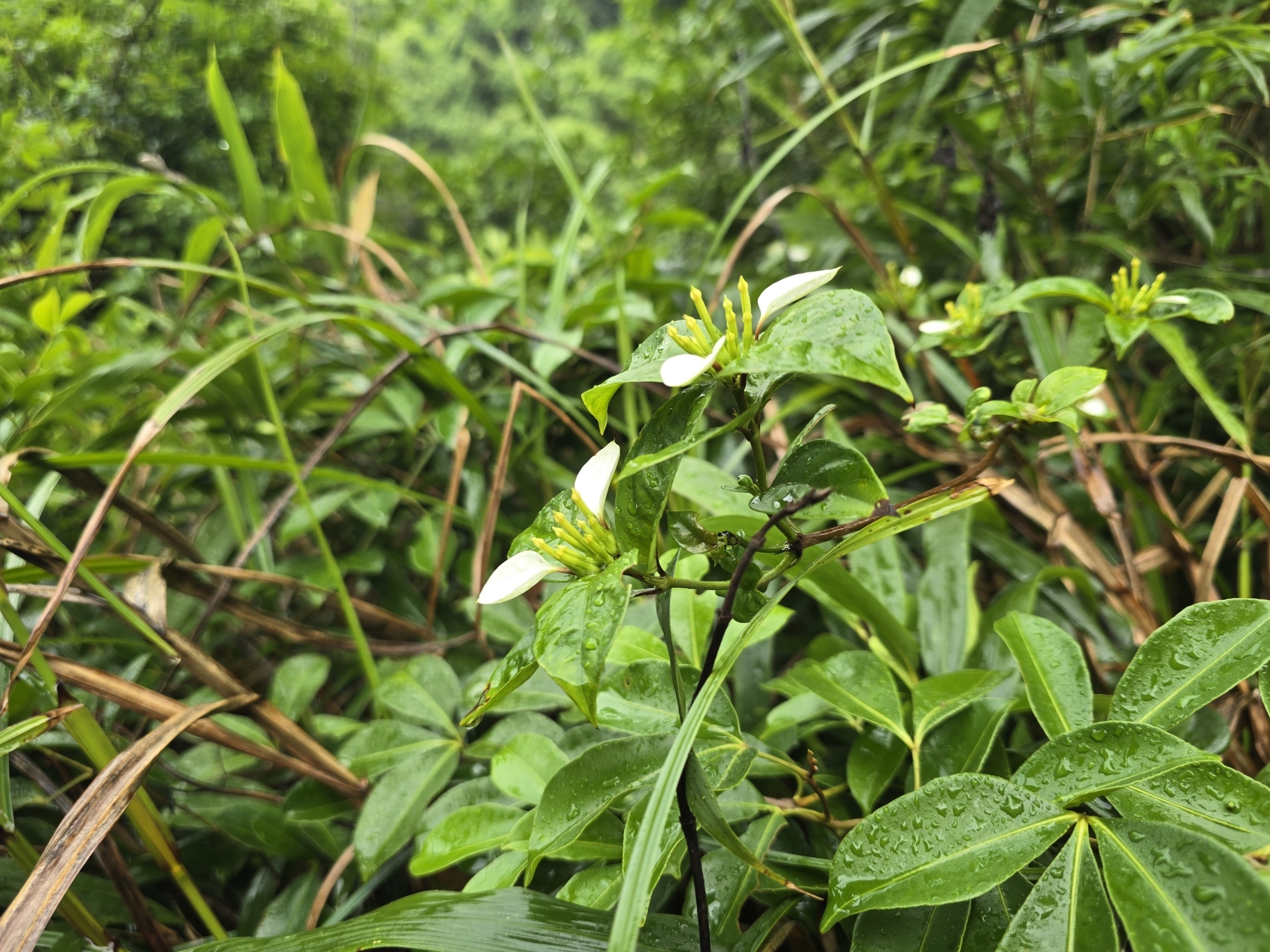 Imagem de Mussaenda-branca