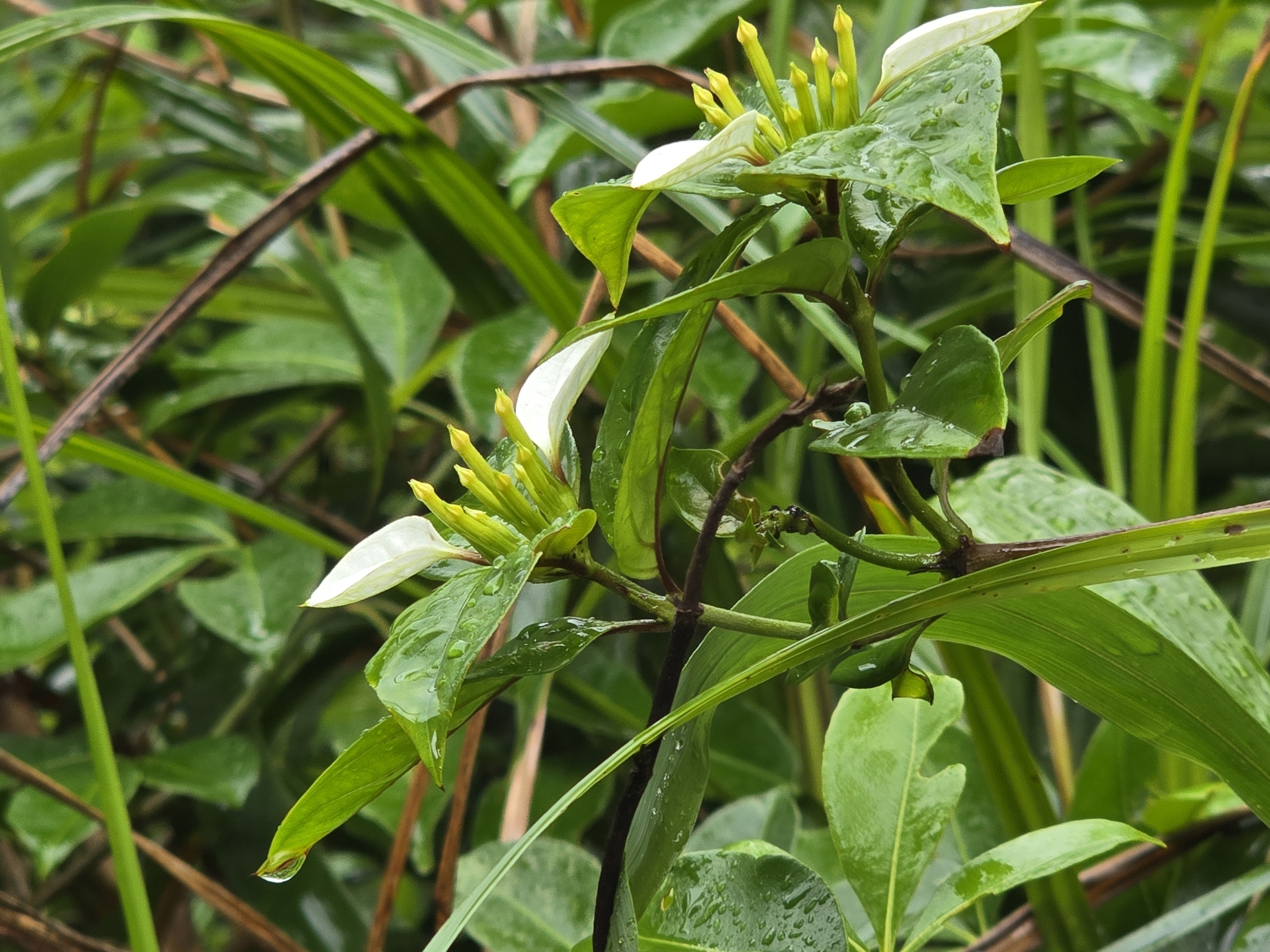 Imagem de Mussaenda-branca