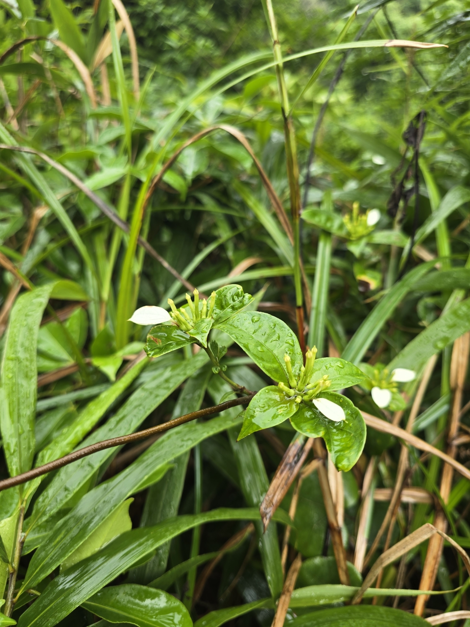 Imagem de Mussaenda-branca