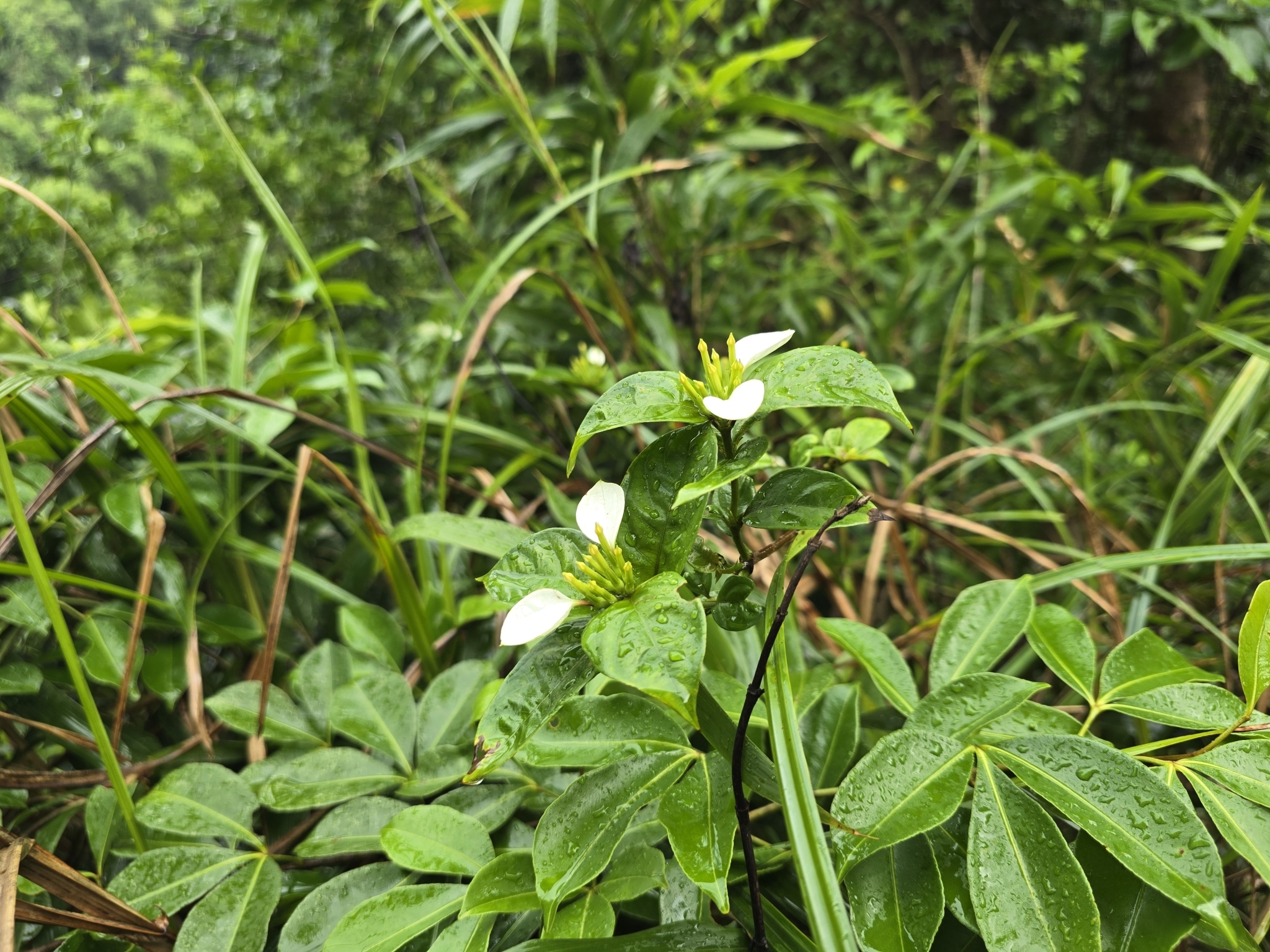 Imagem de Mussaenda-branca