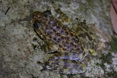 Amolops hongkongensis