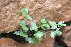 Actiniopteris radiata