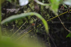 Pseudotriccus ruficeps