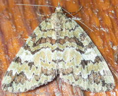 Hydriomena speciosata