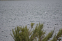 Podiceps occipitalis