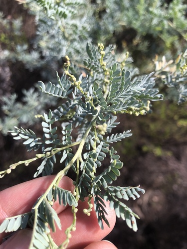 Western Silver Wattle (Acacia polybotrya)