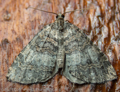 Hydriomena furcata